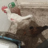 پرنده، جوجه خروس و مرغ
