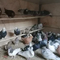 فروشی رنگی نر و ماده قاطی