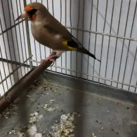 دورگ نر سهره|پرنده|اسلامشهر, شهرک قائمیه|دیوار