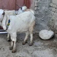 دوتا چپش یکی نر و یکی ماده|حیوانات مزرعه|بروجرد, |دیوار