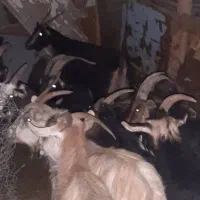 16راس بز خلج ابستن. میش. بره. بزغاله|حیوانات مزرعه|خاوران, |دیوار