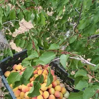 فروش چاه کشاورزی  با متعلقات کامل