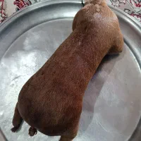 هیزه|ظروف نگهدارنده، پلاستیکی، یک‌بارمصرف|اندیمشک, |دیوار