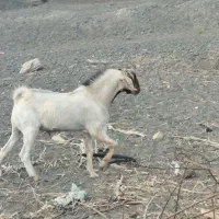 چپشت فروشی|حیوانات مزرعه|منوجان, |دیوار