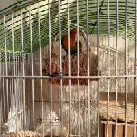 طوطی برزیلی استثنایی|پرنده|لواسان, |دیوار