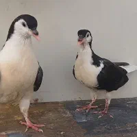 جوجه کبوتر