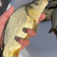 آمورو کپور|ماهی|مشگین شهر, |دیوار