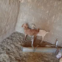 دورگ کولار دورگ سانن جنس صد درصد عالی