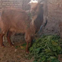 بزغالع نر سانن فروشی|حیوانات مزرعه|سده (خراسان جنوبی), |دیوار