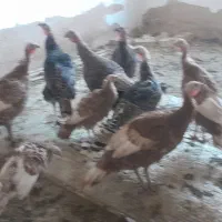 جهت آشنایی با این شماره تماس بگیرید|پرنده|تاکستان, |دیوار