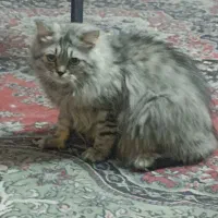 واگذاری گربه