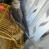 فروش عروس هلندی نر نژاد آهویی