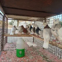 سله کبوتر فروشی الفلاحیه  شادگان