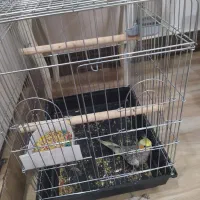 عروس هلندی مرواریدی نر با قفس