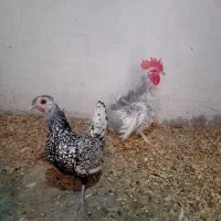 فروش مرغ سبرایت و جوجه جاپنیز