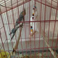 عروس هلندی البینو لوتینو سیامون دستی|پرنده|قم, قلعه کامکار|دیوار