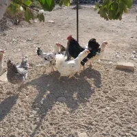 مرغ و خروس گلین چهل تاج|حیوانات مزرعه|پاکدشت, پاکدشت (مامازند)|دیوار