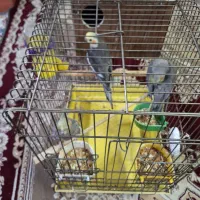 عروس هلندی با جوجه