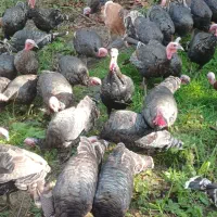 بوقلمون طبیعی|حیوانات مزرعه|قشلاق دشت, |دیوار