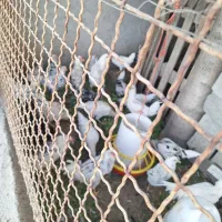 سلام تعدادی جوجه خروس گلین|حیوانات مزرعه|اسلام‌شهر, کاشانک|دیوار