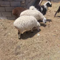 بره نر و ماده فروشی