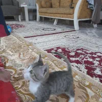 بچه گربه گم شده