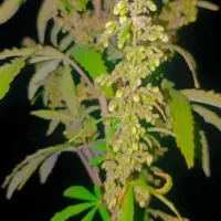 کشاورزی کاشت خرما اوگانی