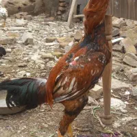 تخم مرغ لاری دانگ بالا