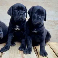 کن کورسو|سگ|تهران, قیطریه|دیوار