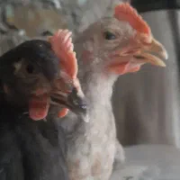 یکی مرغ بالغ و یکی خروس