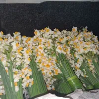 پخش عمده گل نرگس شهلا