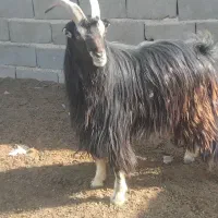 نربز|حیوانات مزرعه|جوادآباد, |دیوار