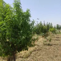 باغچه  اسلامشهر|فروش زمین و ملک کلنگی|اسلام‌شهر, کاشانک|دیوار