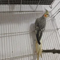 عروس معاوضه با کوتوله قناری