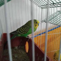 جفت مرغ عشق جوان|پرنده|رفسنجان, |دیوار