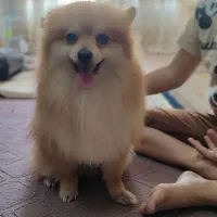 سگ پامر|سگ|مبارکه, |دیوار