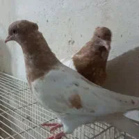 کبوتر یک جفت جوجه کله زرد|پرنده|مشهد, رضاشهر|دیوار