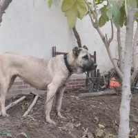 سگ سراب کانگال خالص|سگ|شاهدشهر, |دیوار