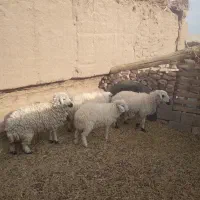 چهار راس بره ماده