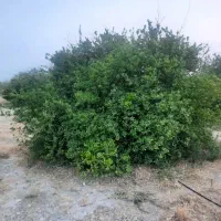 فروش-زمین-در-رودان