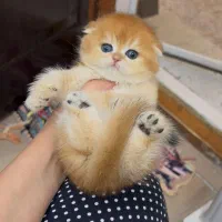 گربه اسکاتیش