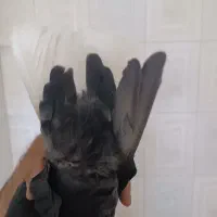 کفتر کبوتر نر|پرنده|کرمان, |دیوار