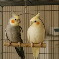 هم عروس هلندی دارم هم مرغ عشق. به شرط سالمی.