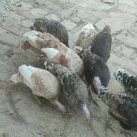 12جوجه ی بزرگ بوقلمون