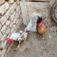 خروس گلین|حیوانات مزرعه|سامان, |دیوار