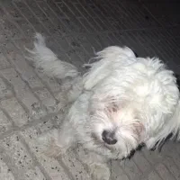 سگ  پودل کراس