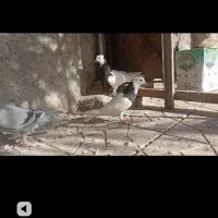 پزنده طوقی|پرنده|بم, |دیوار
