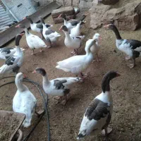 تعدادی غاز بالغ بفروش میرسد