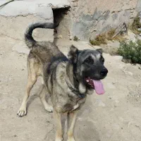 سگ سرابی|سگ|بستان آباد, |دیوار