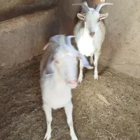 بز سانن فروشی معاوضه با گوساله